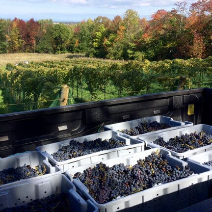 Marquette Red Wine Harvest Roost Winery