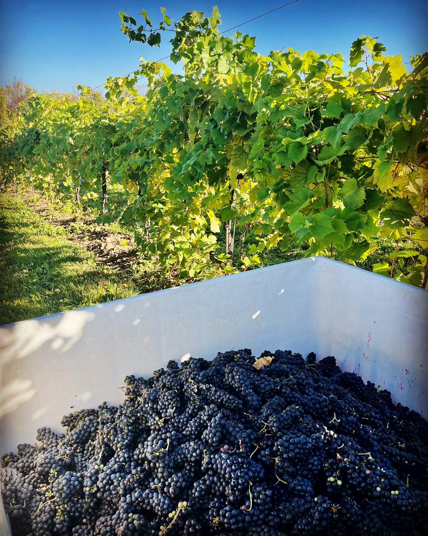 Grape harvest at The Roost Winery